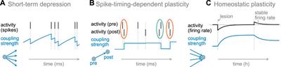 Self-Organization Toward Criticality by Synaptic Plasticity